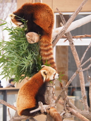 仲良し
