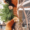 仲良し
