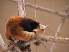 春眠暁を覚えず