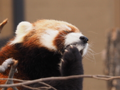 レッサーパンダ