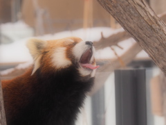 あくび