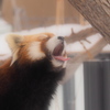 あくび