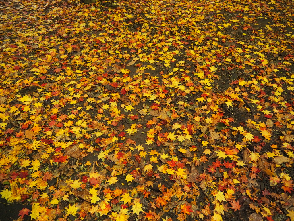 紅葉２