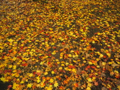 紅葉２