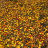 紅葉２