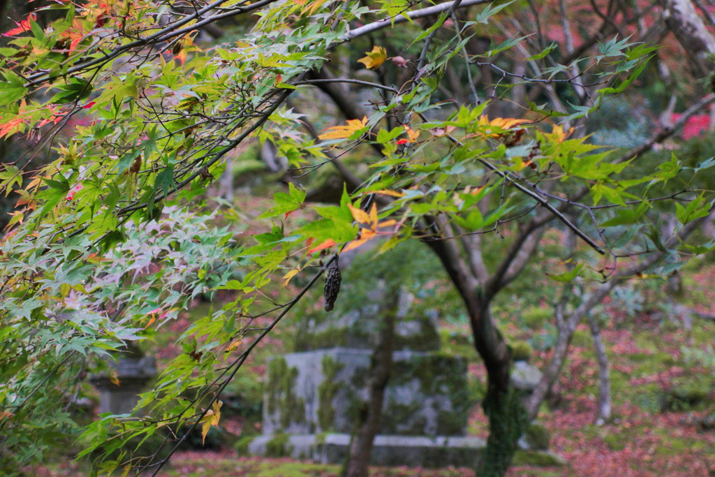 紅葉のハンモック