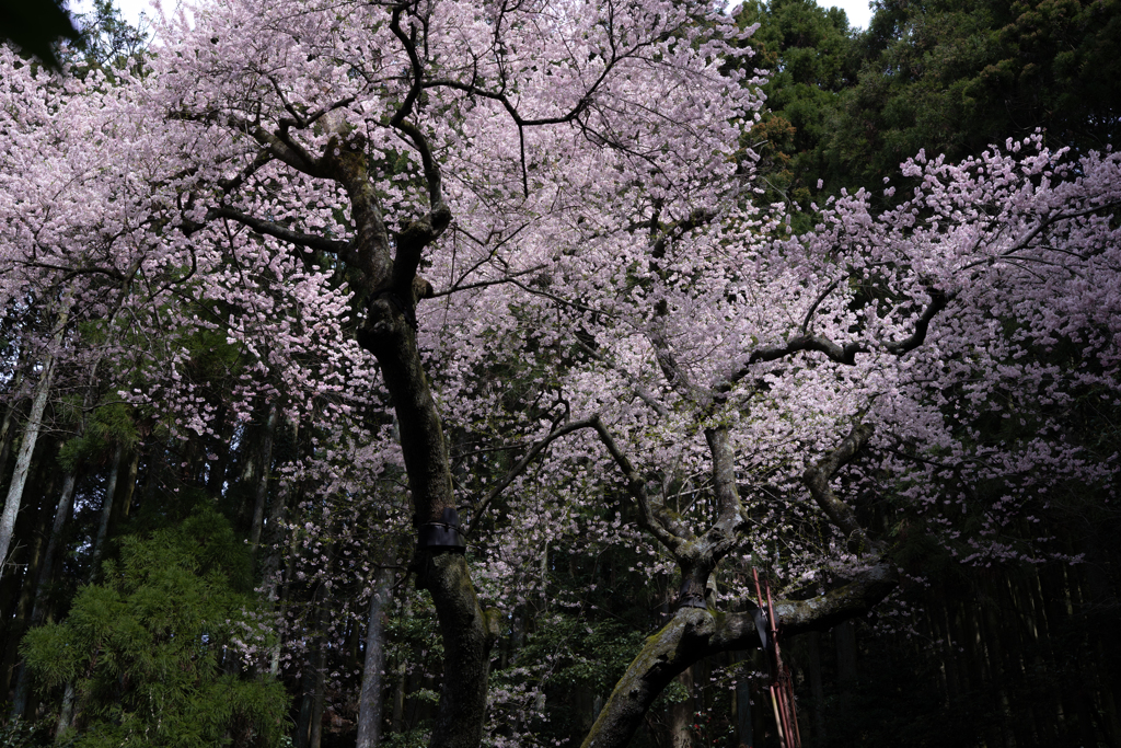 山桜