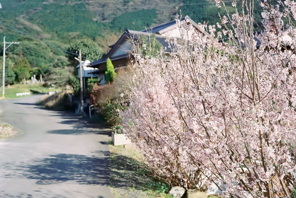 農道　桜