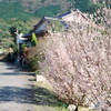 農道　桜