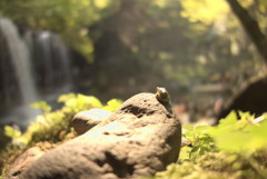 滝を眺める蛙