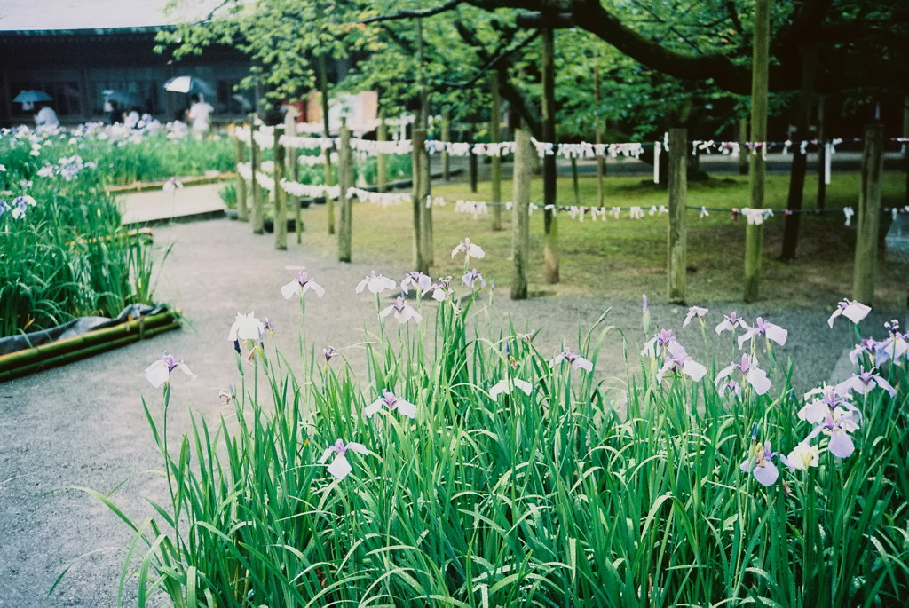 花菖蒲