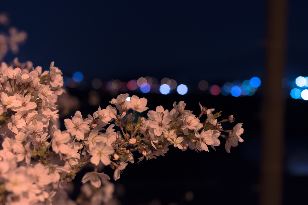 夜桜