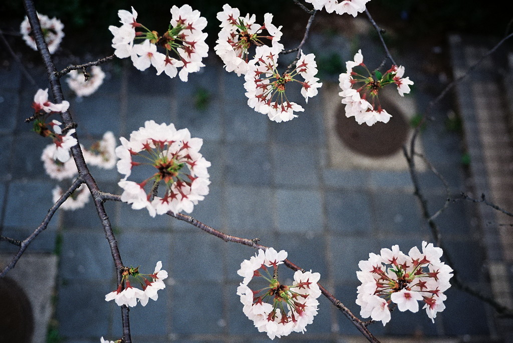 桜