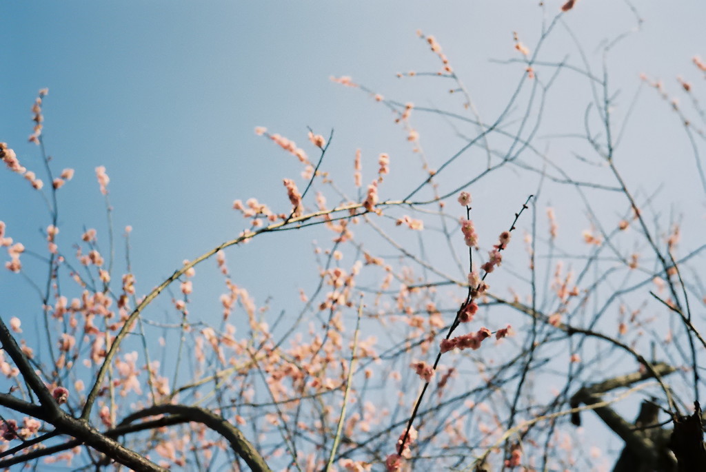 桜　空