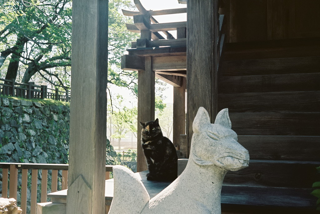 猫