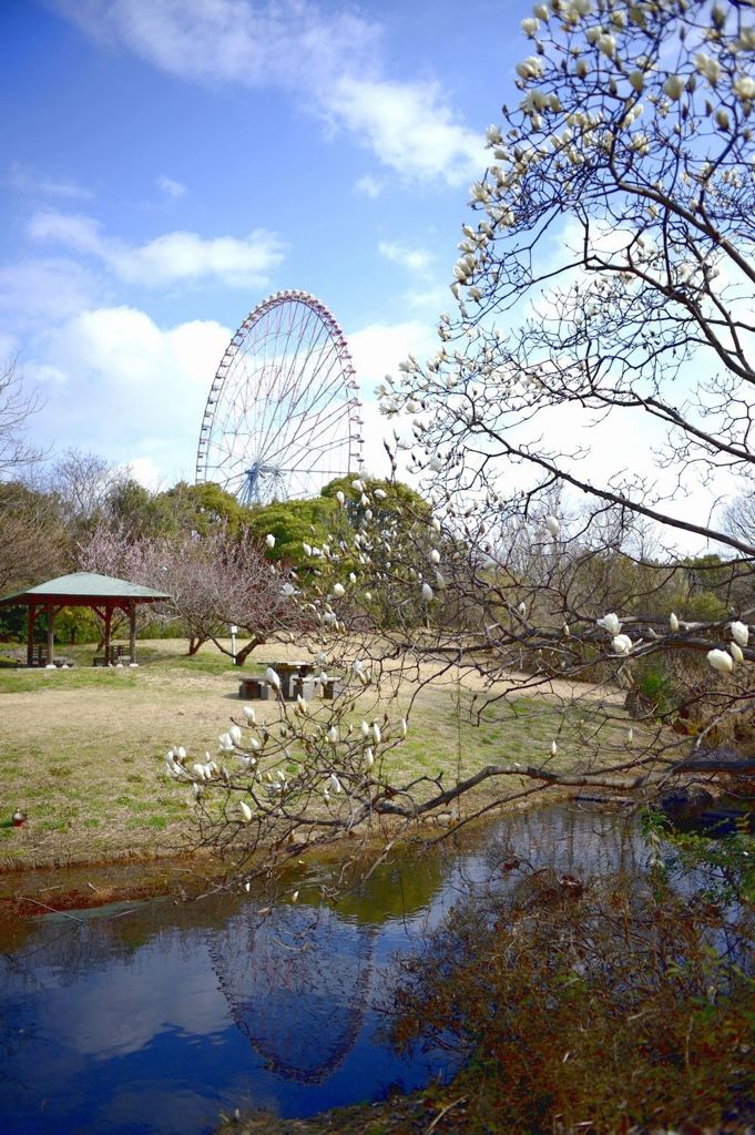 木蓮かも