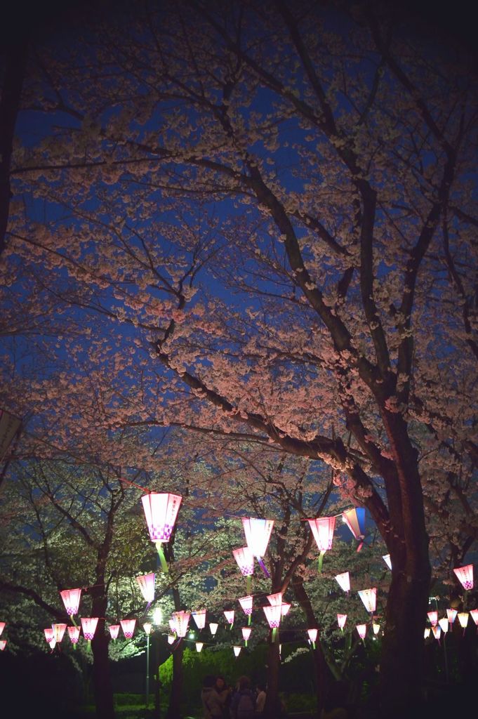 夜桜祭り