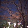 夜桜祭り