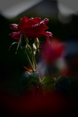 雨後薔薇4