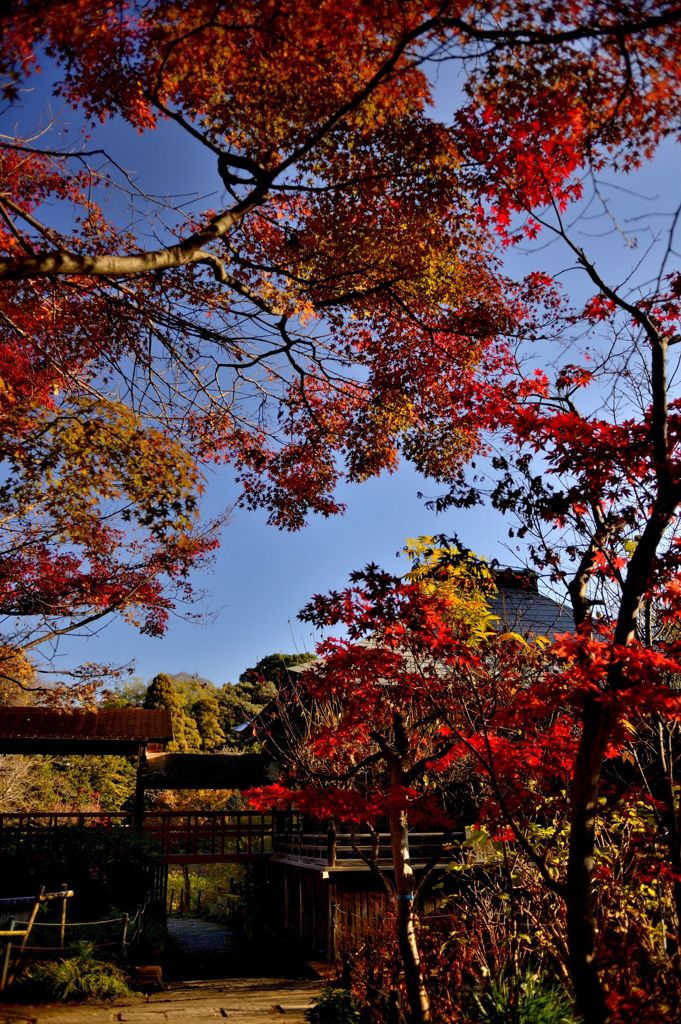 本土寺11