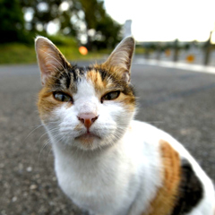 猫7