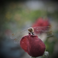 薔薇蜻蛉9