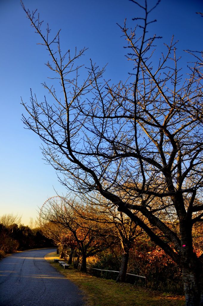 公園散歩8
