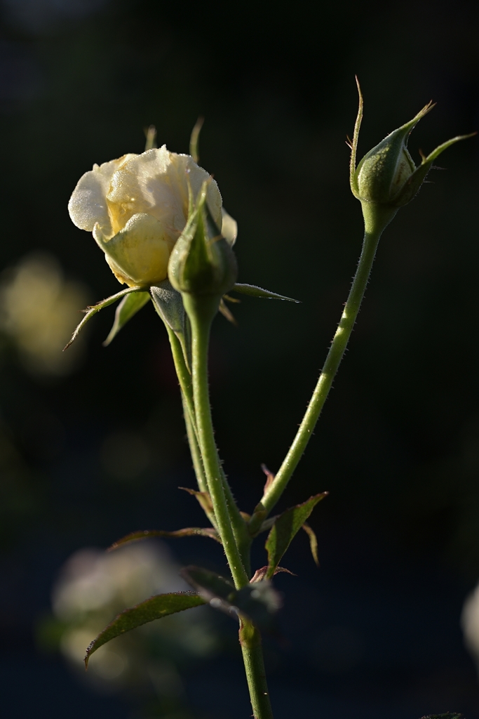 朝日薔薇