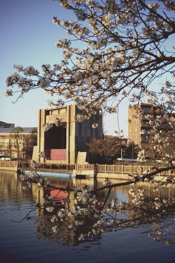 水門桜