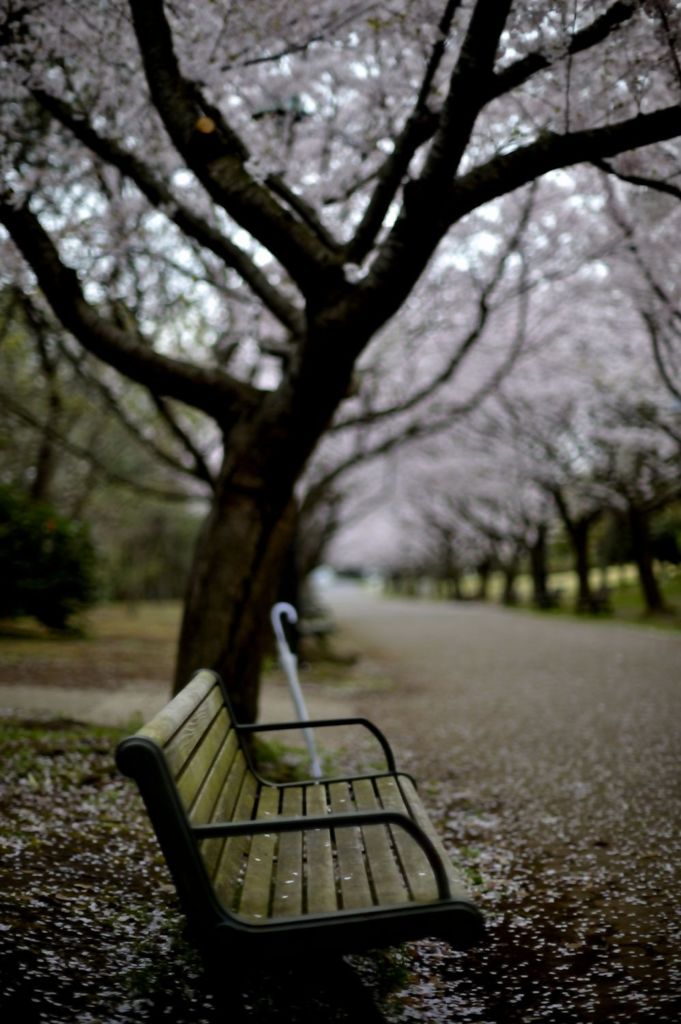 桜流し