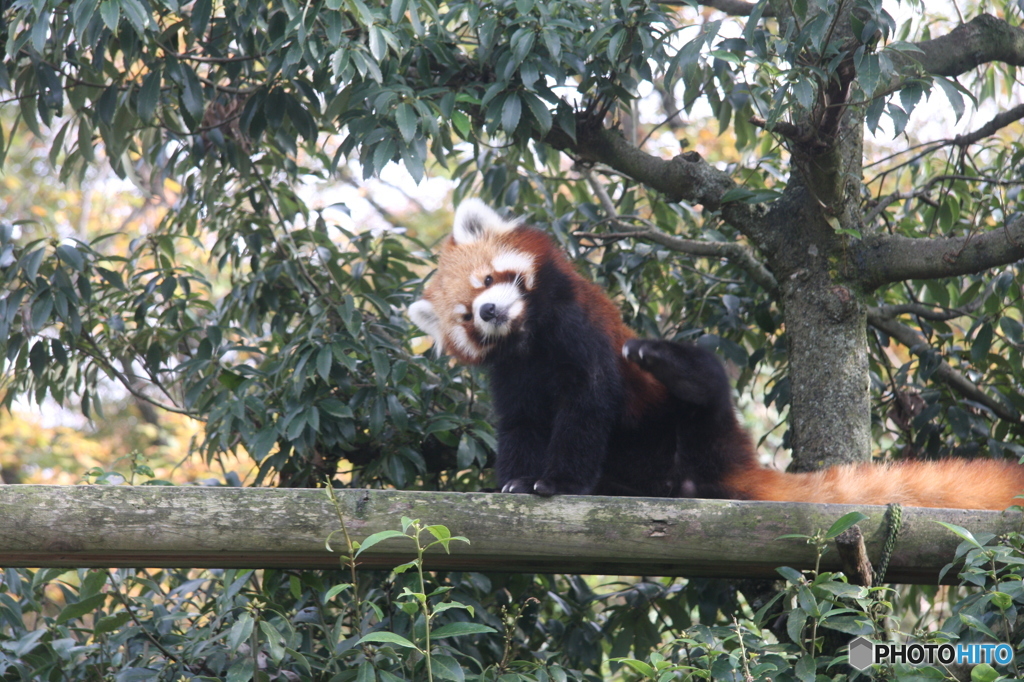 いしかわ動物園　レッサーパンダ