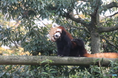 いしかわ動物園　レッサーパンダ