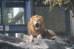いしかわ動物園　ライオン