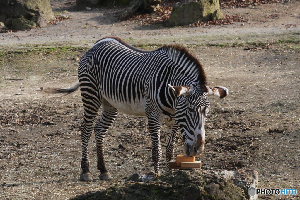 いしかわ動物園　シマウマ