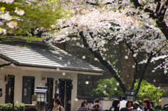 花降る公園