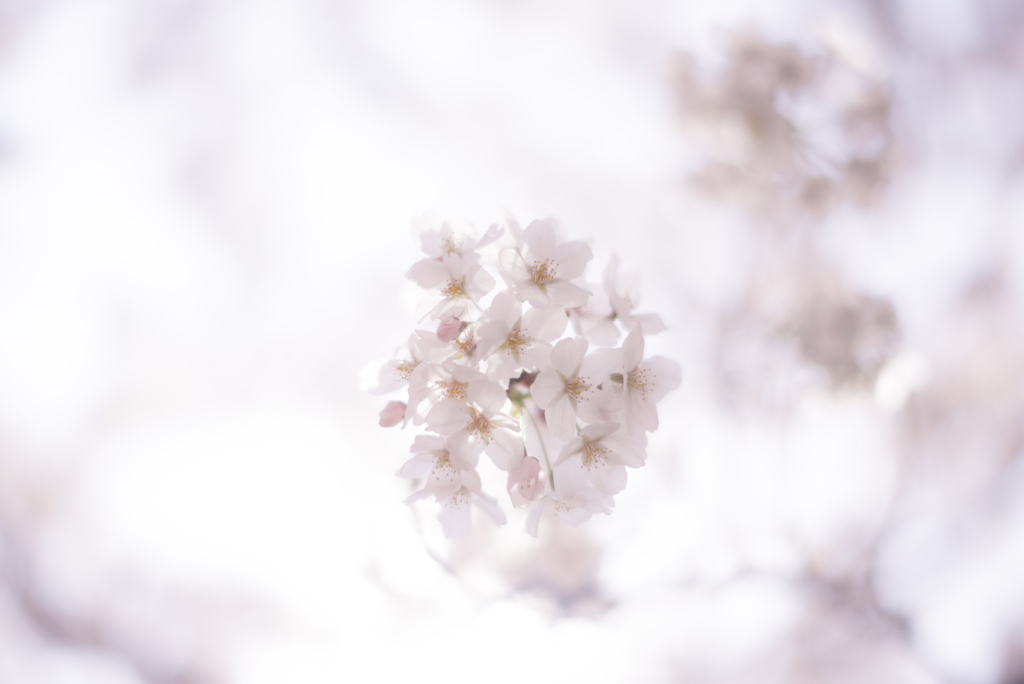 ふんわりゆるく