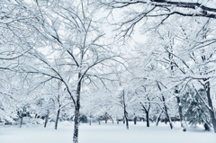雪華