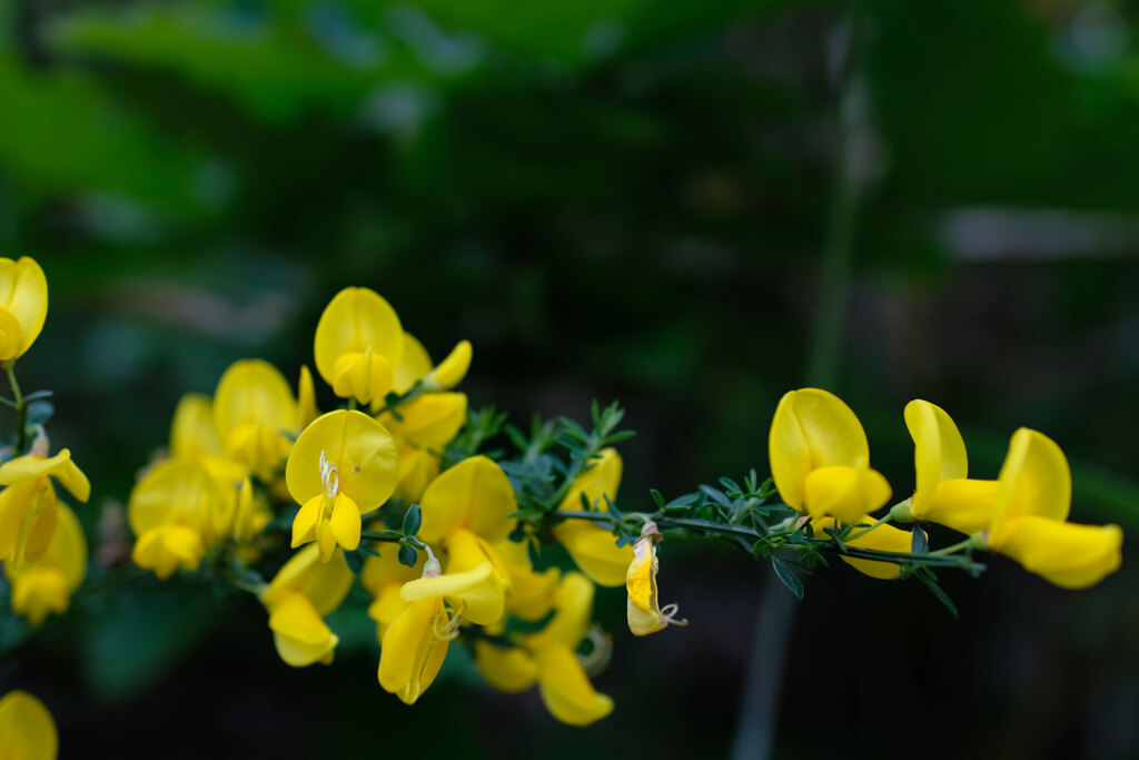 昨日の花(5)