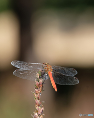 アキアカネ♂