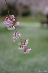 しつこいようですが...桜