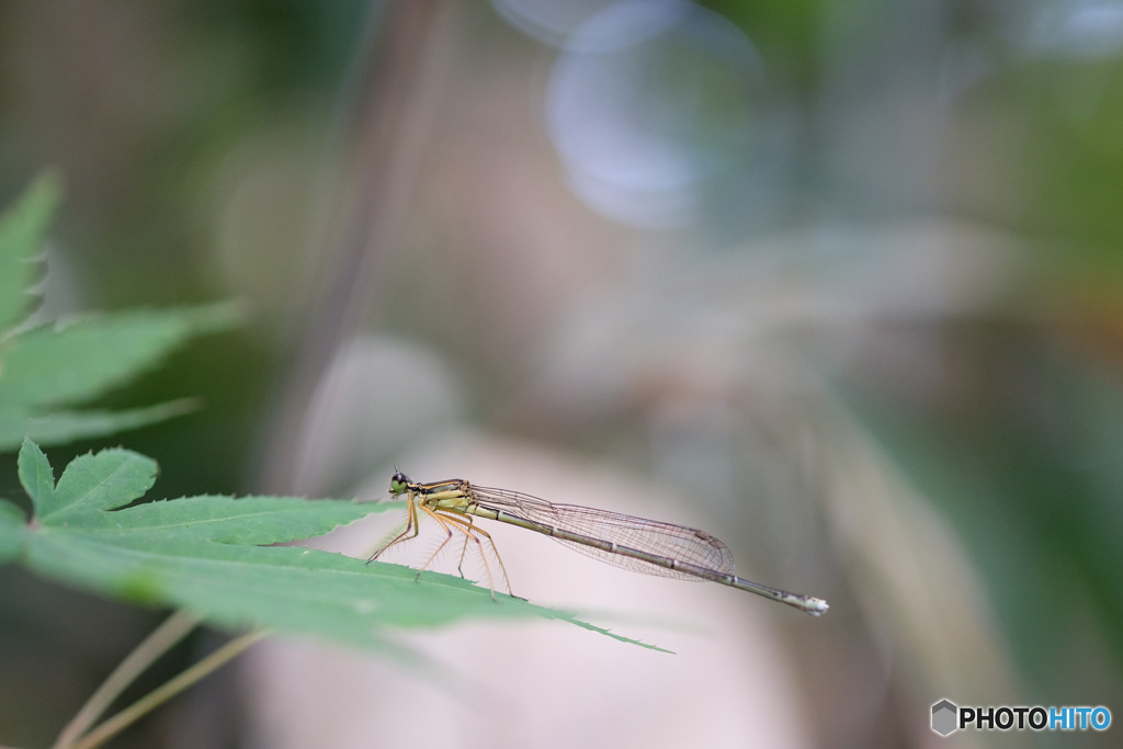モノサシトンボ♀　0712