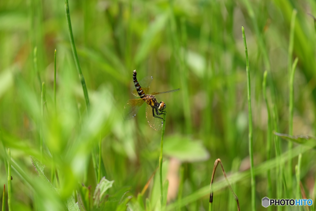 ハッチョウトンボ♀