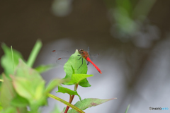 マユタテアカネ♂　後ろから