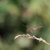 昨日のトンボ(2)