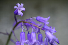 庭の花(1)