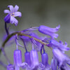 庭の花(1)