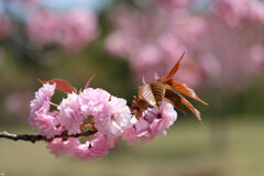 桜散策へ(1)