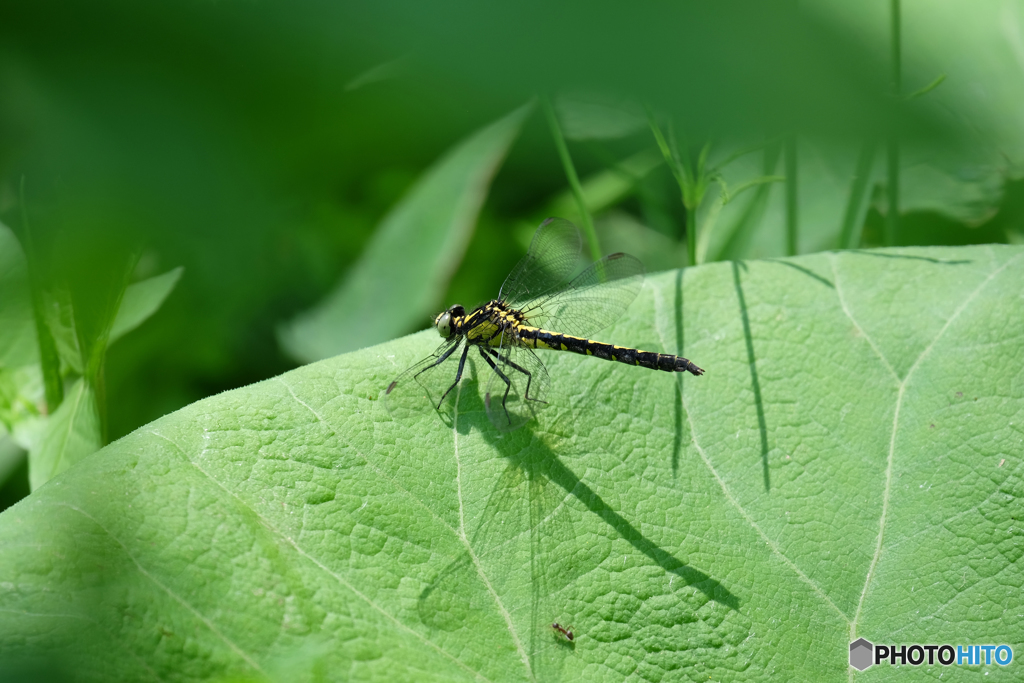 コサナエ♀