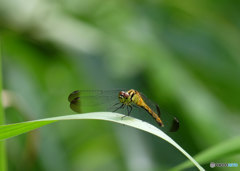 マユタテアカネ♀　2127ﾏﾕ♀