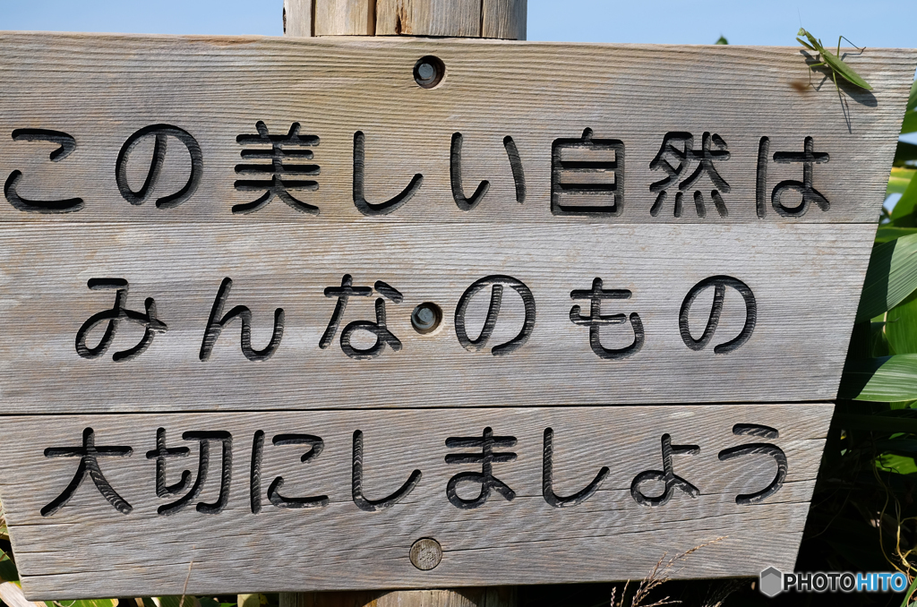 カマキリの主張